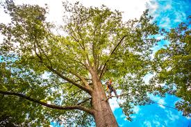 Seasonal Cleanup (Spring/Fall) in Washington, PA